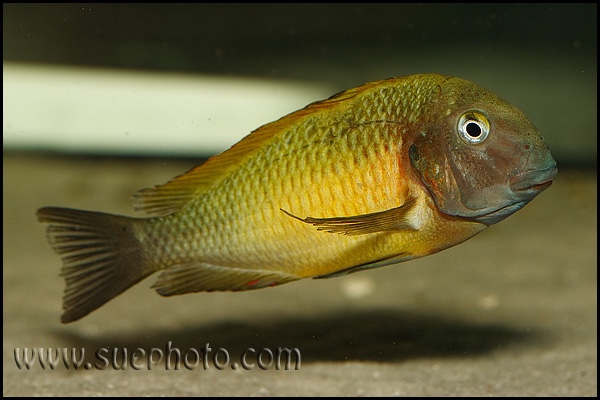Tropheus moorii 'Nkonde'